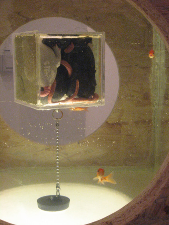 Berlin, Gaza, Bruxelles ? OSB, verre, plexi, eau, poissons rouges, faux rats, quincaillerie